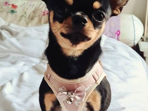 Ulysse, magnifique Chihuahua LOF noir et feu &agrave; poil court 300 69004 Lyon