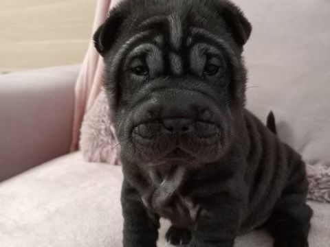 SHAR-PEI MINIATURE OU MINI-PEI 750 69230 Saint-genis-laval