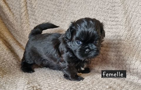 A r&eacute;server chiots shih tzu lof 1100 17000 La rochelle