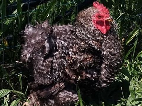 Coq de P&eacute;kin 20 17100 Saintes