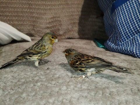  Canari de cette ann&egrave;e 2025 20 34800 Clermont-l'h�rault