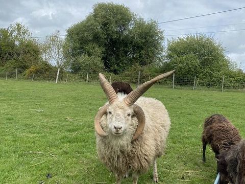 Belier Jacob 100 56690 Landvant