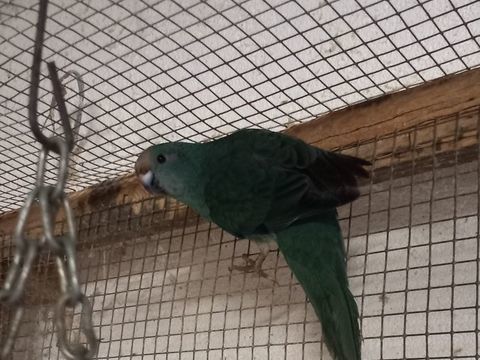 Oiseaux Kakariki bleu femelle 50 31460 Caraman