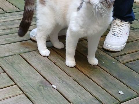 Gargamelle, 2 ans, est &agrave; l'adoption 0 34230 Pouzols