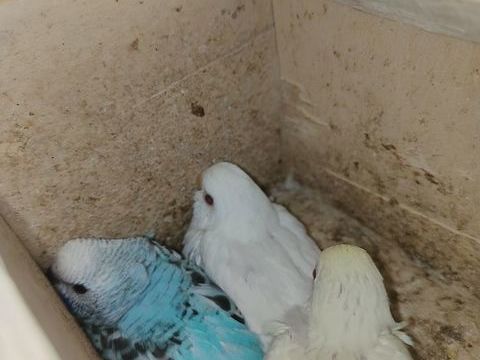 Bébés perruches ondulées 30 13127 Vitrolles