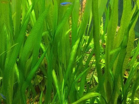 Vallisneria gigantea plante aquarium 1 91100 Corbeil-essonnes