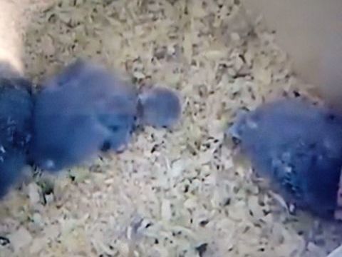 perruche conure apprivoiser 85 33450 Saint-loub�s