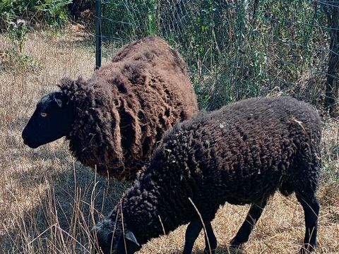 Agneau d'Ouessant 3mois1/2 pour compagnie 50 29670 Henvic