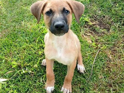 ✨️ LUCIUS ✨️ 290 77100 Meaux