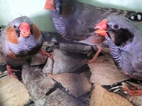 Lot de 3 mandarins 15 44580 Bourgneuf-en-retz