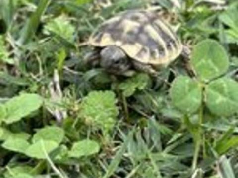   BB tortue 2026 