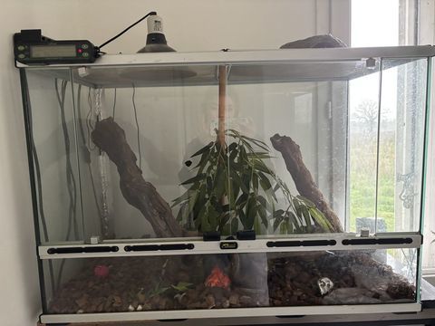 Serpent python banana 380 33570 Tayac