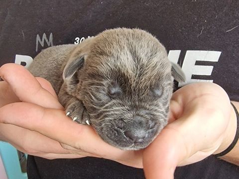 Cane corso a reserver 800 62300 Lens