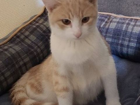 AIOLI, chaton de 8 mois blanc et roux 100 34500 Bziers