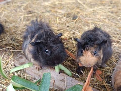 B&eacute;b&eacute; cochon d inde  20 59283 Moncheaux