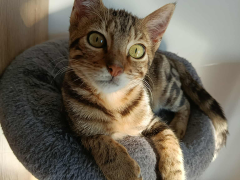 AROHA 170 35170 Bruz