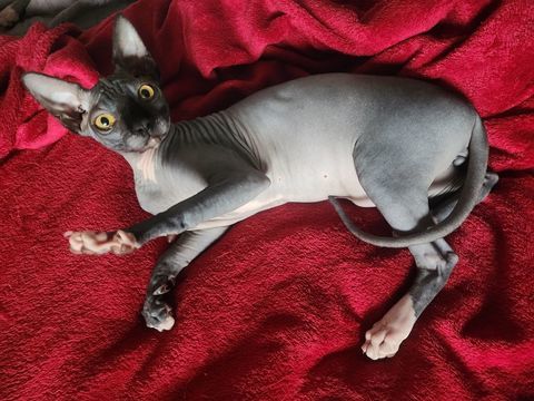 Chatons Sphynx Hairless Loof 1750 29780 Plouhinec