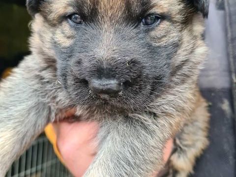 chiots bergers allemands à vendre 800 02100 Lesdins