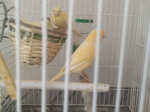 Canaris 50 47200 Fourques-sur-garonne