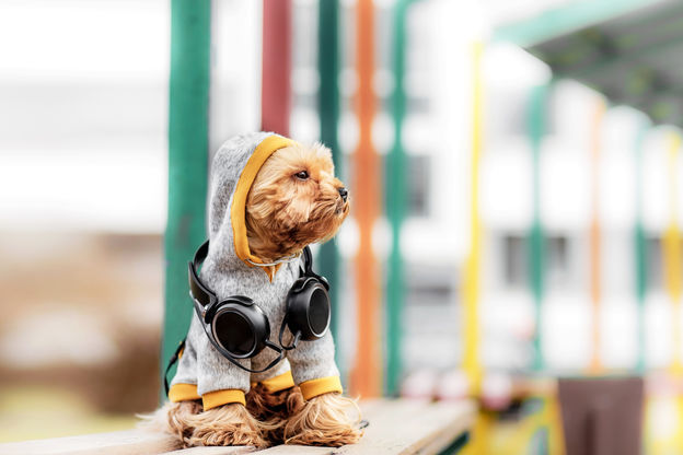 Les Noms D Animaux Les Plus Tendances De 17