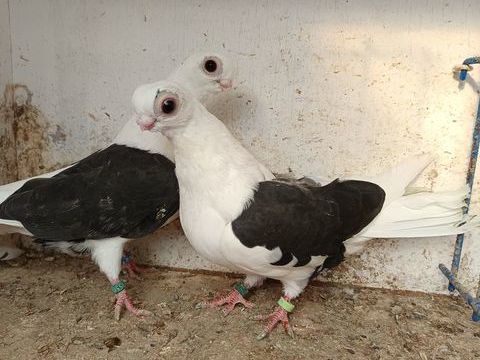 Pigeon short face 60 28380 Saint-rmy-sur-avre