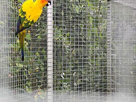 Perroquets et perruches EAM 500 62180 Verton