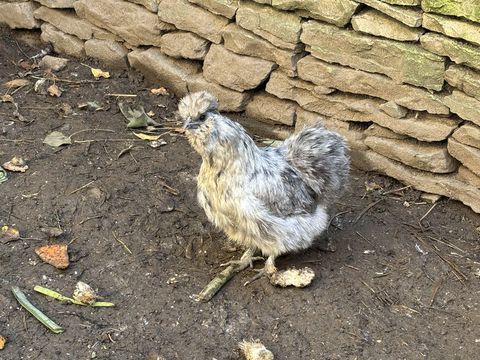 Poule de soie 50 70700 Gy