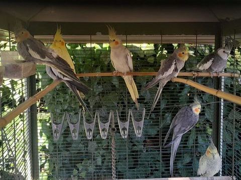 CALOPSITTES 30 26400 Crest