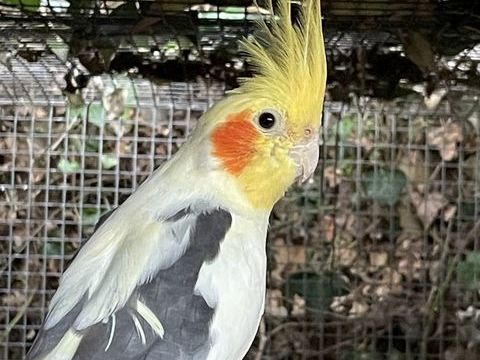 Perruches calopsittes 30 82700 Montech