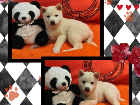 Chiot shiba inu m&acirc;le blanc 750 18140 Pr�cy