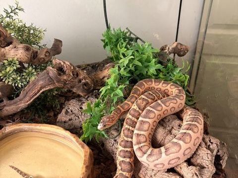 Lot Pantherophis guttatus Scaleless couple + 5 petits 350 77170 Brie-comte-robert