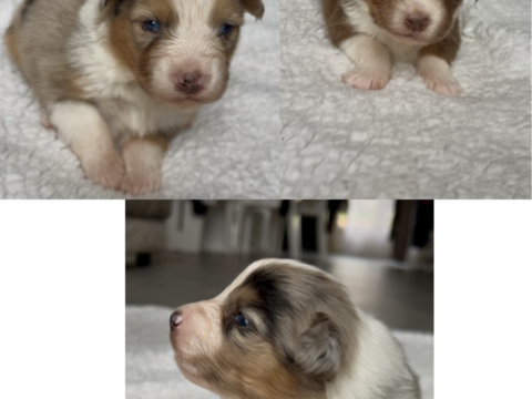 Chiots berger australien lof 700 21330 Molesme