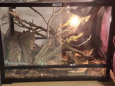 Terrarium komodo neuf 100 91120 Palaiseau