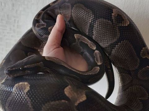 Python royal GHI femelle 100 59320 Englos