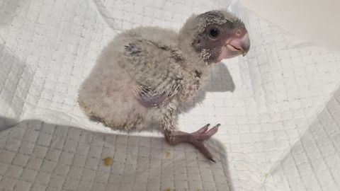 Youyou du senegal eam 500 22120 Pommeret