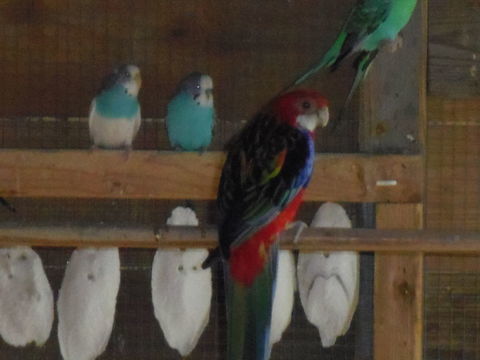 COUPLE OMNICOLORES 170 44160 Pontchteau