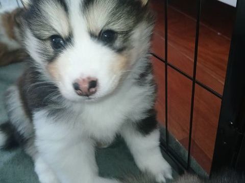 R&eacute;servation chiots Pomsky disponibles&nbsp; 1400 35230 Saint-erblon