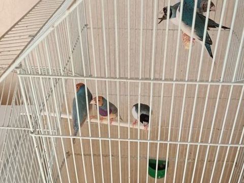 diamant de Gould bleu blanc argent&eacute; 75 78120 Rambouillet