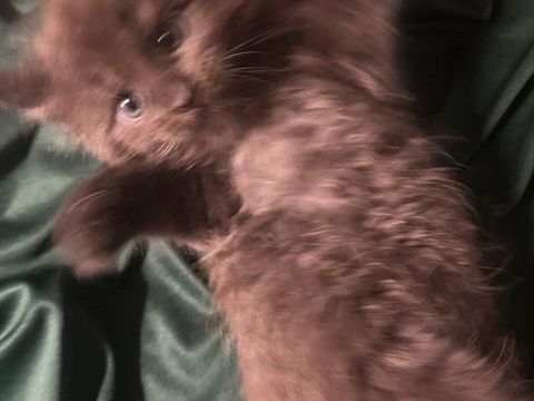 Chatons Maine Coon non LOOF &agrave; r&eacute;server 850 83170 Rougiers