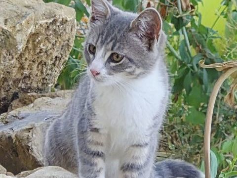 Donne chatons mignons 0 01260 Vieu