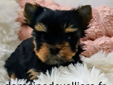 biewer yorkshire 1800 38890 Montcarra