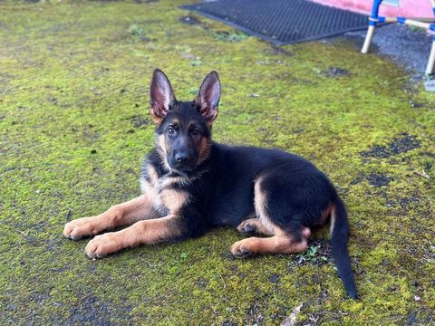 Chiot Berger Allemand LOF 0 30340 Saint-privat-des-vieux