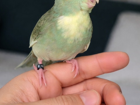 Kakariki eam apprivoiser 70 31000 Toulouse