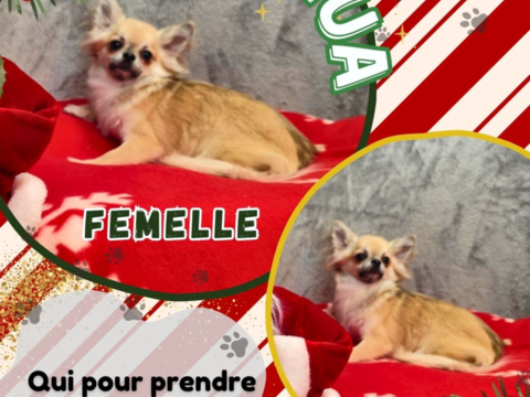 Chiot chihuahua femelle poils longs 600 18140 Prcy