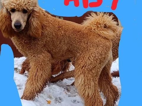 Grande caniche inscrite au LOF 2000 61290 Bizou