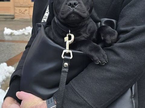 Femelle Staffordshire bull Terrier de 3 mois 1500 12000 Rodez