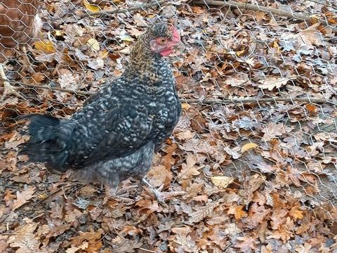 Coqs de race leghorn, Vorwerk, Marans. 18 51300 Orconte