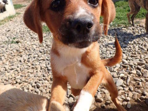 Hocus à l'adoption 320 68000 Colmar