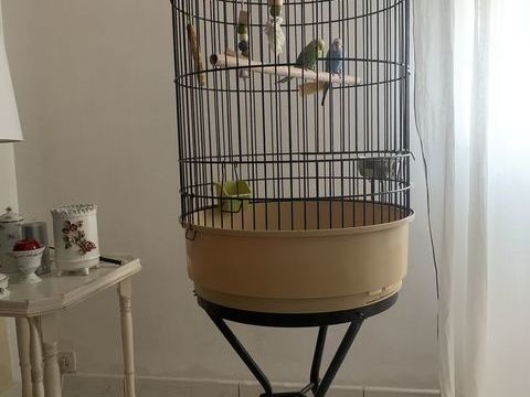 Couple PERRUCHES ONDUL&Eacute;ES avec cage sur roulettes 120 33150 Cenon