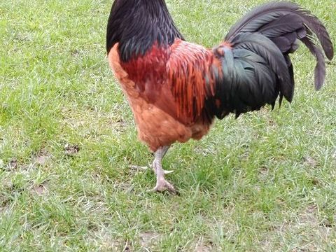 coq ? vorwerk 15 02850 Jaulgonne